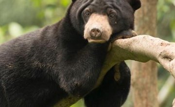 Центр восстановления Солнечных медведей