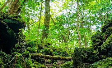 Лес Аокигахара