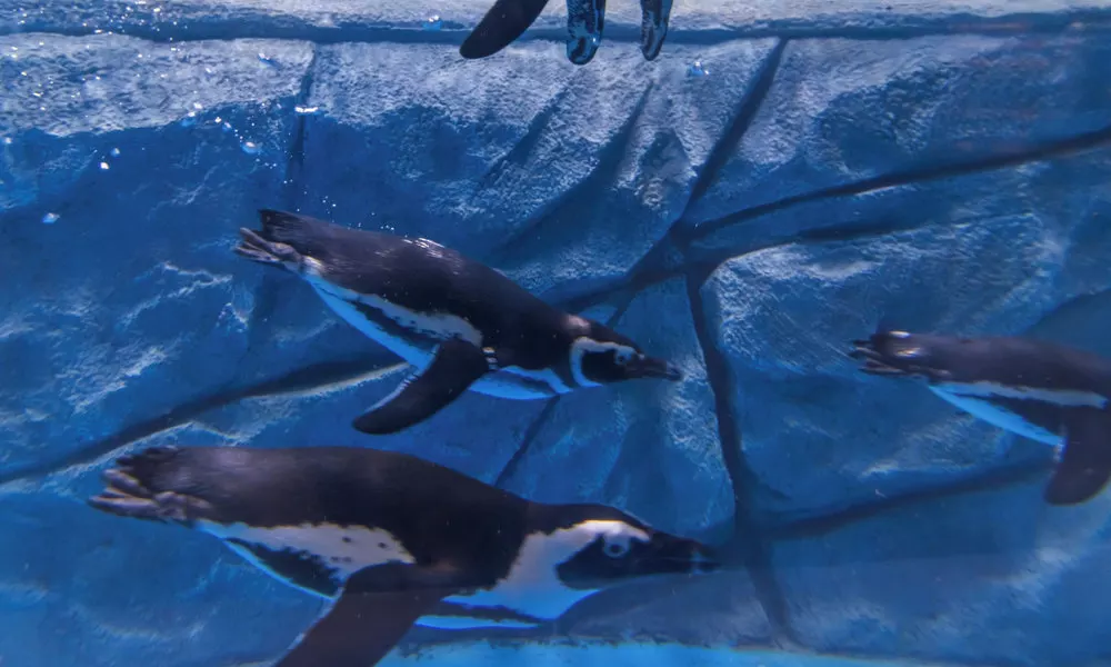 Jingqiao Haichang Penguin Wassim Hotel Shanghai, фото 4