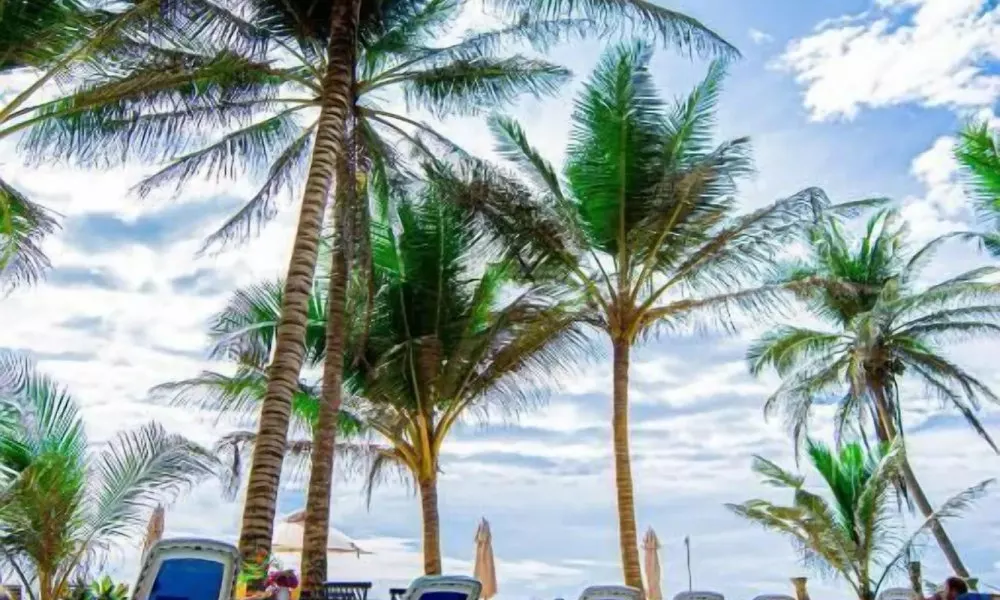 Nico Beach Hotel, фото 5