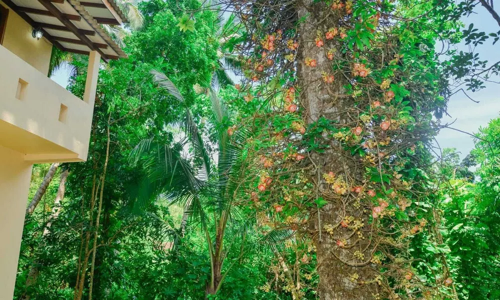 Unawatuna Nature Villa, фото 5