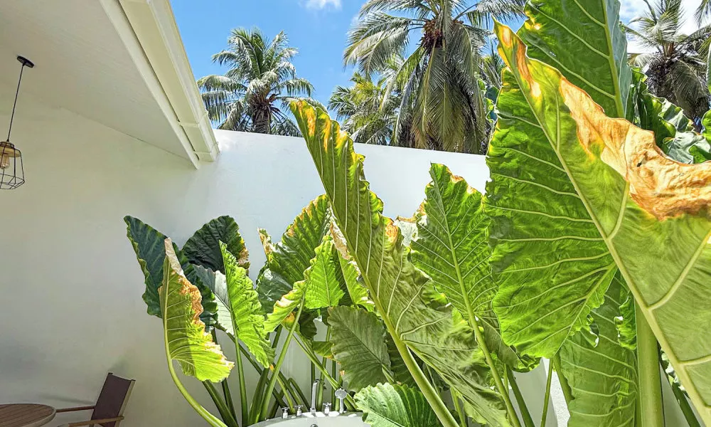 Tropicana Villas - Thoddoo, фото 3
