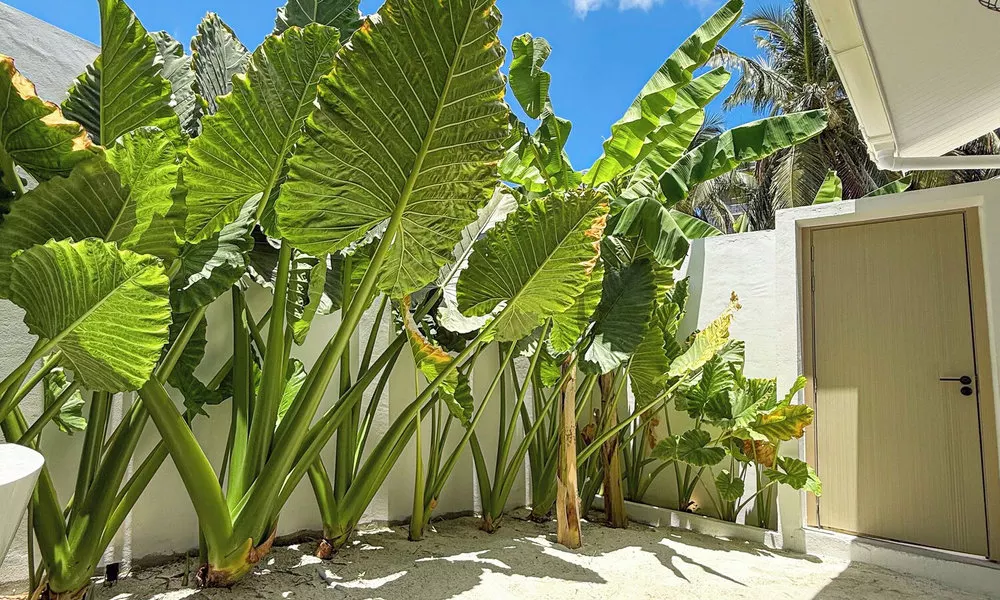 Tropicana Villas - Thoddoo, фото 5