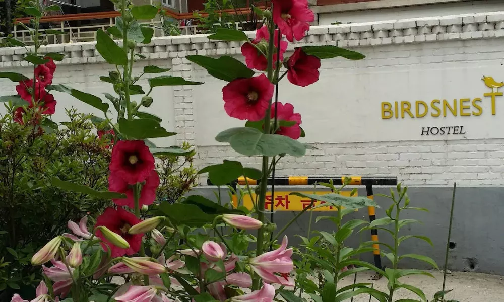 Birdsnest Hostel Hongdae