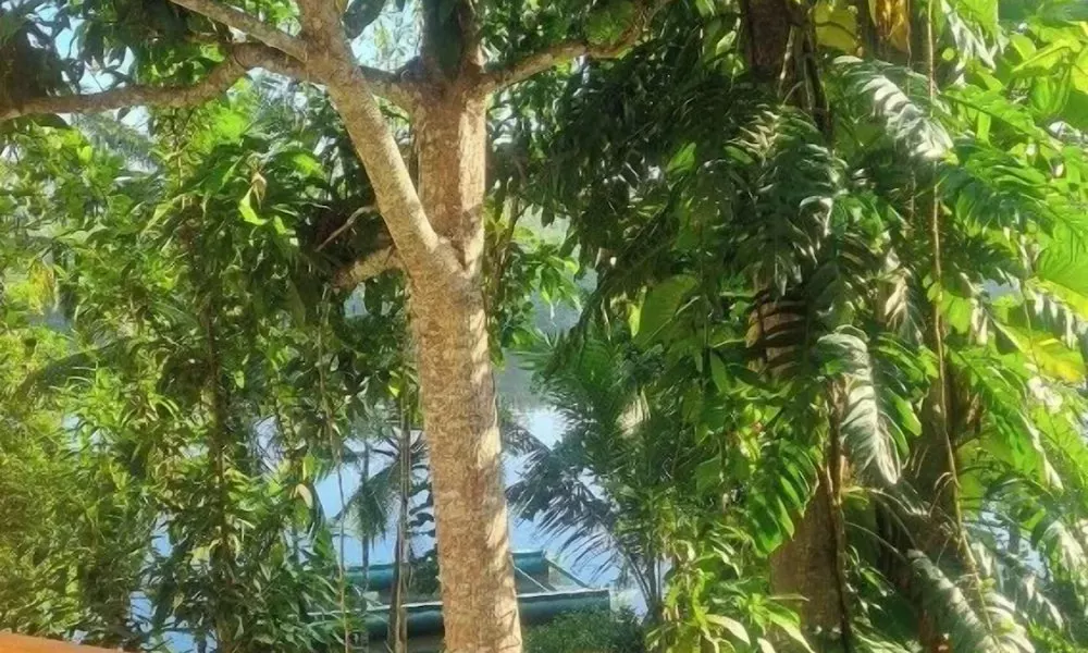 Villa Birdlake, фото 4