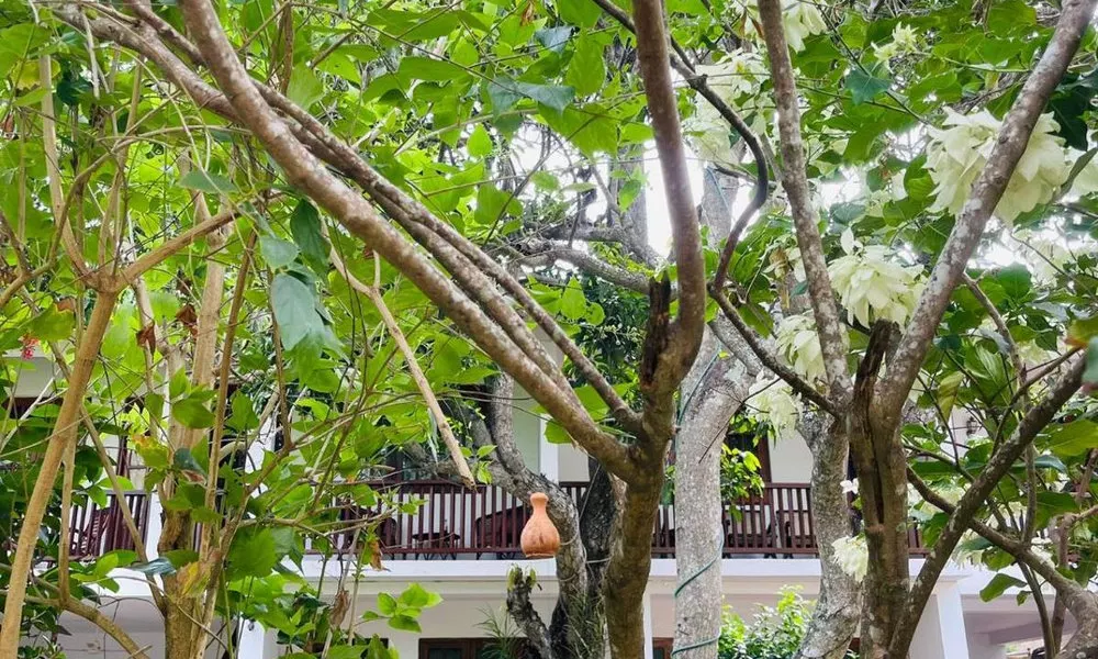 Little Paradise Tourist Guest House and Holiday Home, фото 2