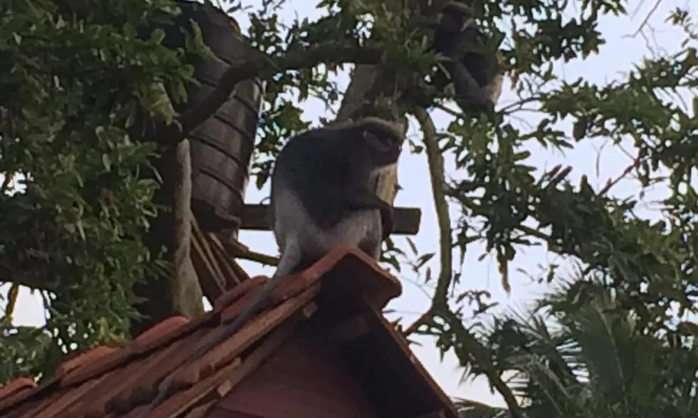 Pawana, фото 3