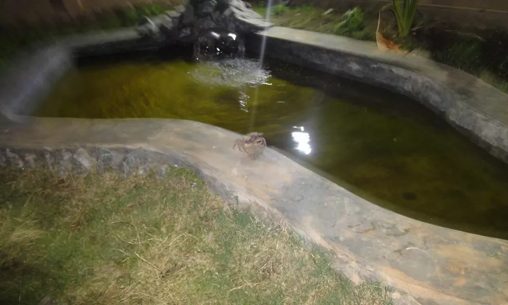 Nature Inn Guest House and Restaurant, фото 4