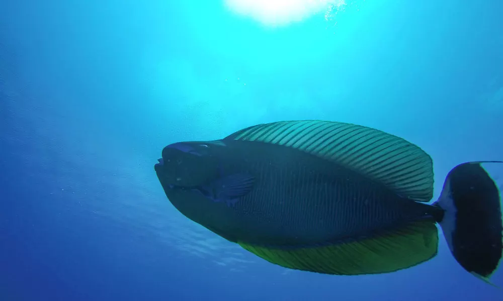 JERRYS DIVE LODGE, фото 4
