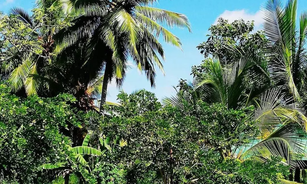 Rajarata Family Resort