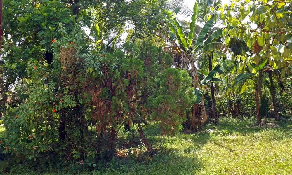 Anilau Villa Sisira, фото 3