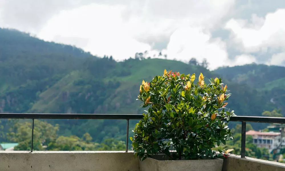 Rawana Den, фото 2