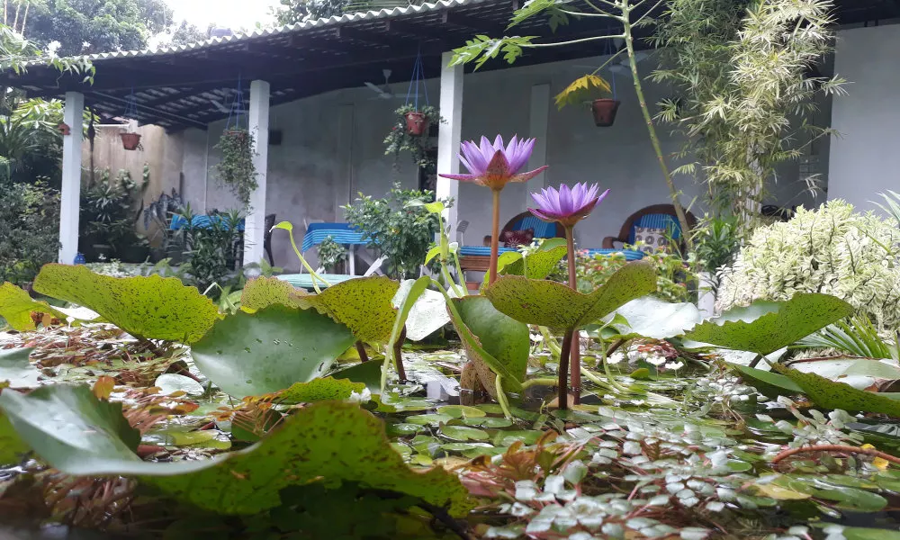 Villa Olga, фото 4