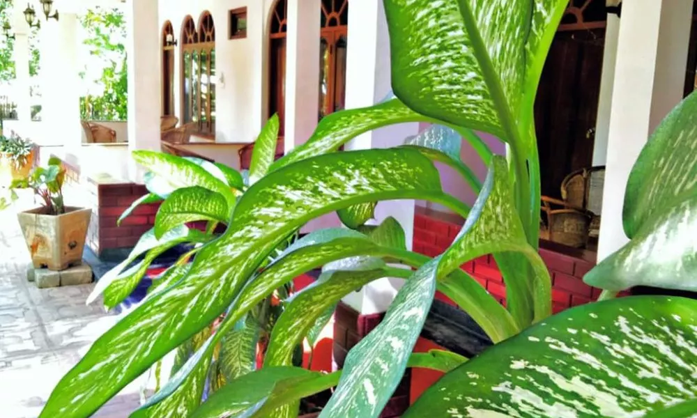 Neem Beach House, фото 5