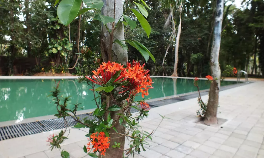 Diklande Estate Bungalow, фото 5