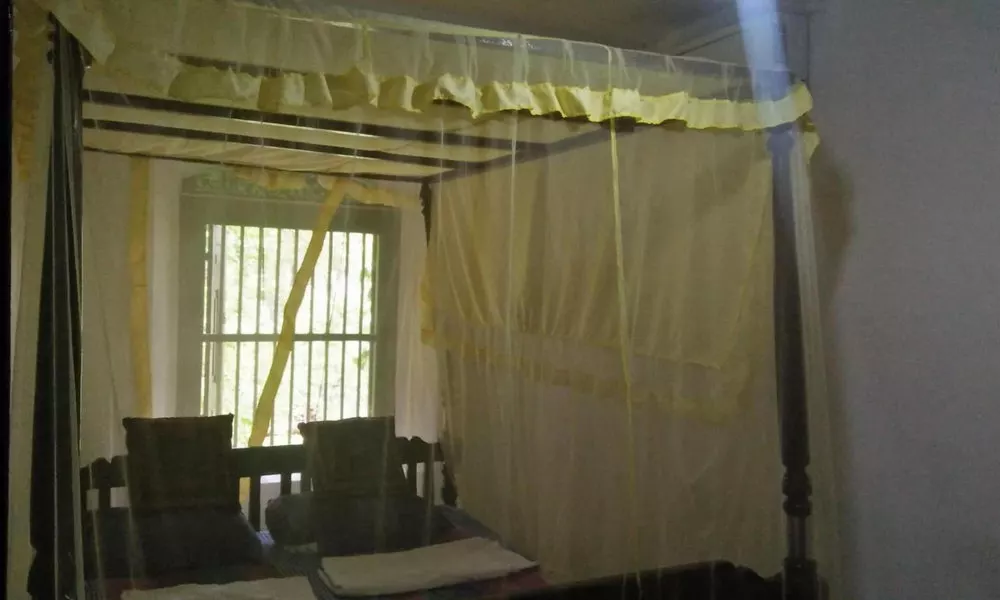 Jungle house, фото 3