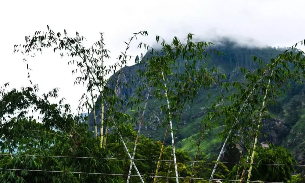 Little paradise Homestay, фото 3