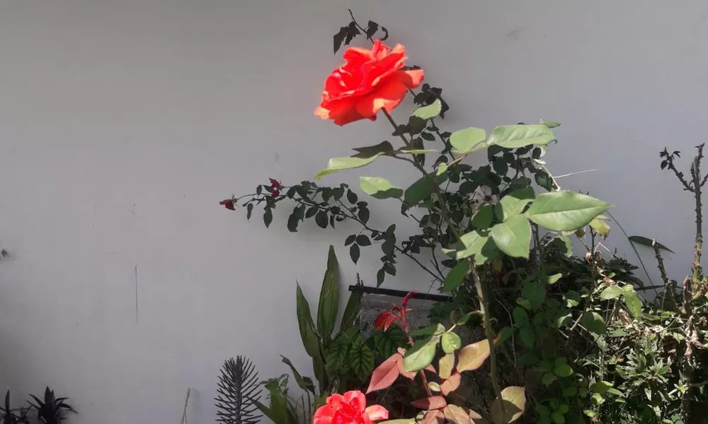 Saddle Cottage, фото 3