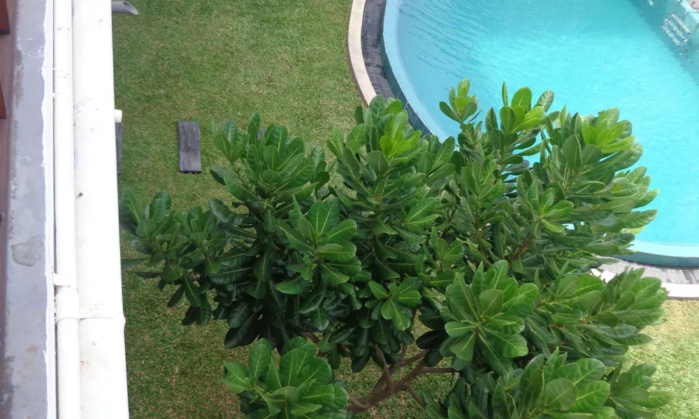 Hotel Star White Negombo, фото 4
