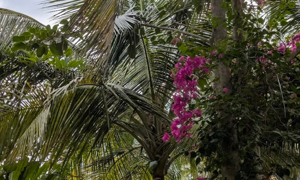 Villa Sri Beach, фото 5