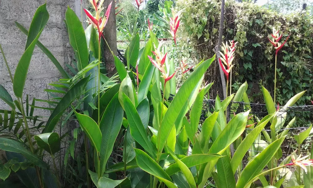 Orchid Villa #10