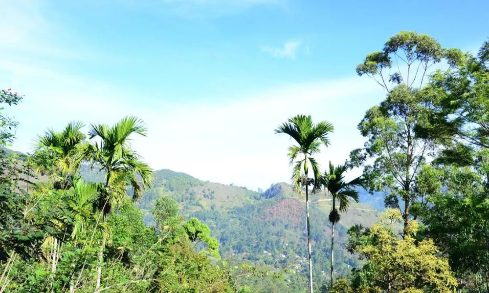 White Arcadia Guest House, фото 2