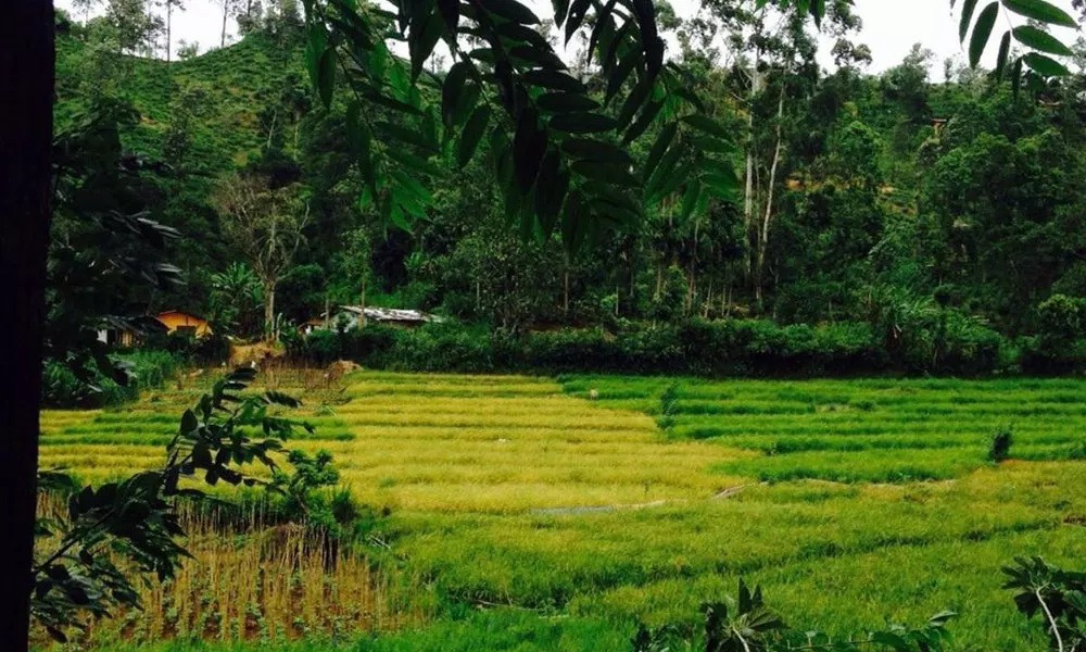 Moksha eco villa Ella, фото 2
