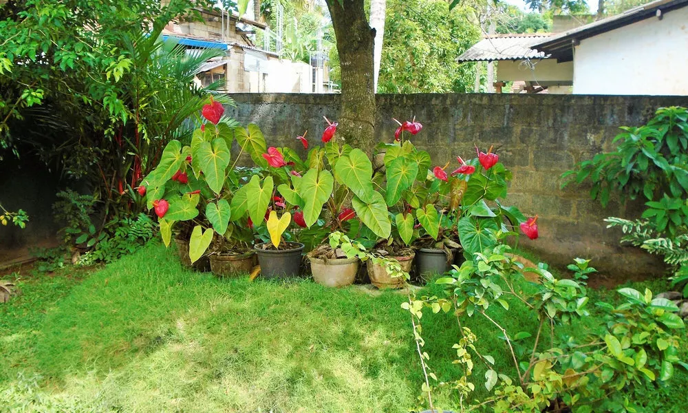 Ceylon hostel-galle, фото 3