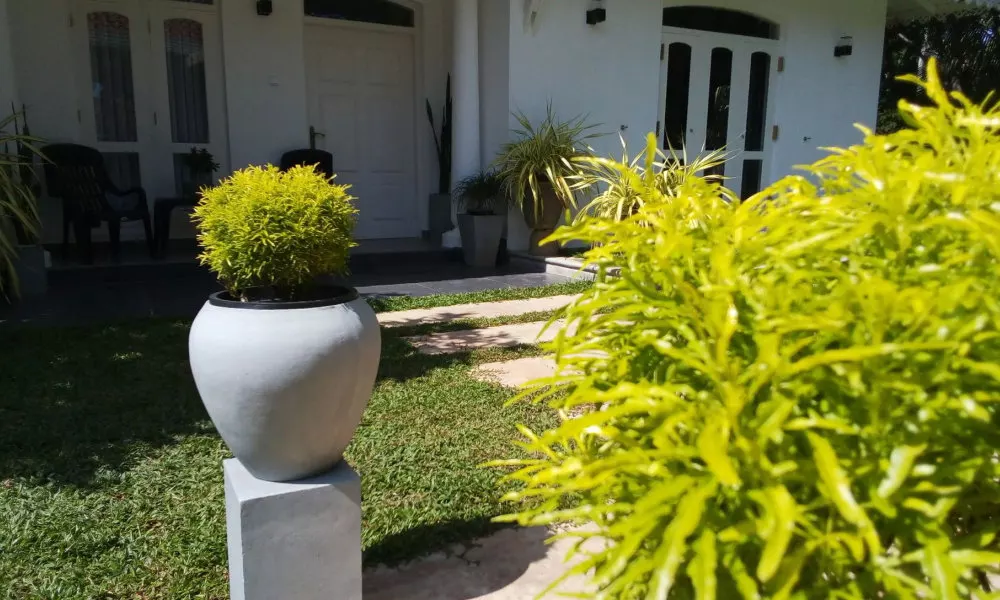 Green Grass Garden, фото 3