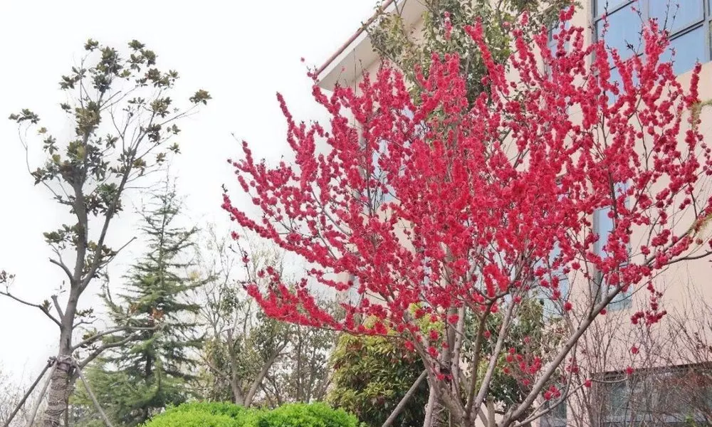 Bauhinia Garden Hotel, фото 4