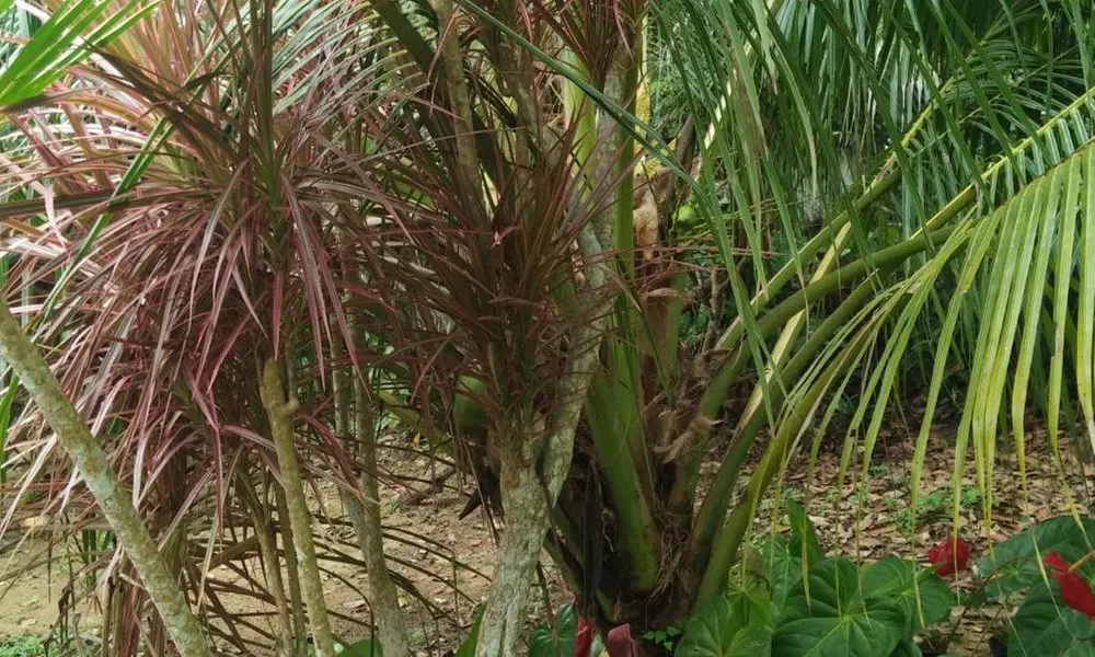 Privet Villa Nisala, Hikkaduwa,srilanka
