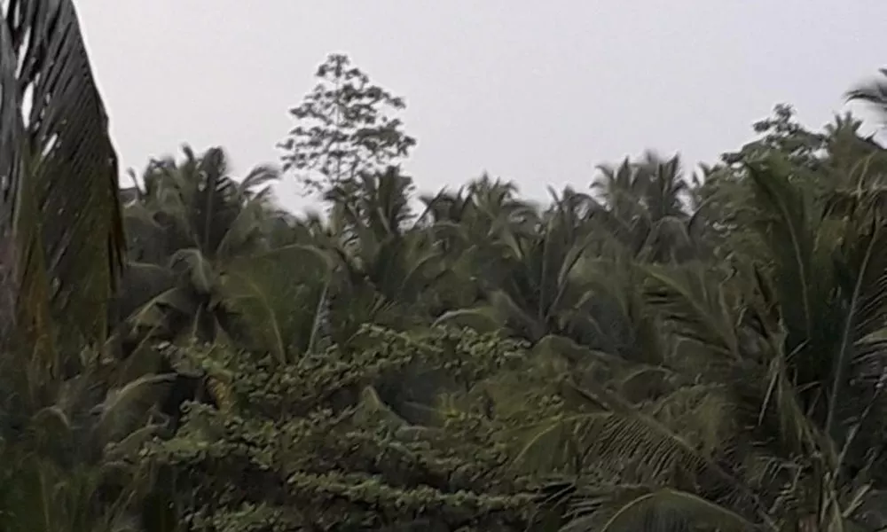 Ravinvilla, фото 5