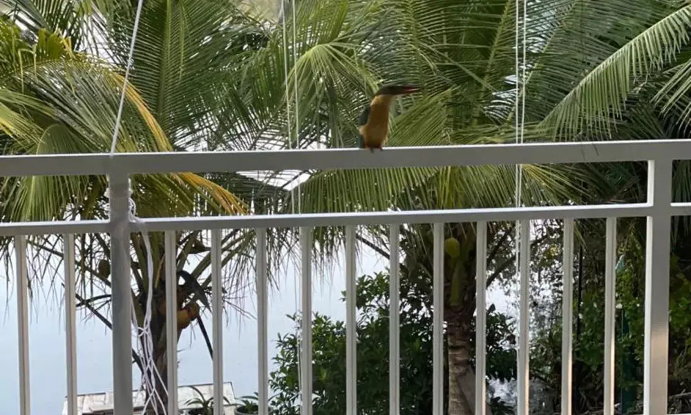 Morning Guest can see Momkeyies and Birds, фото 5