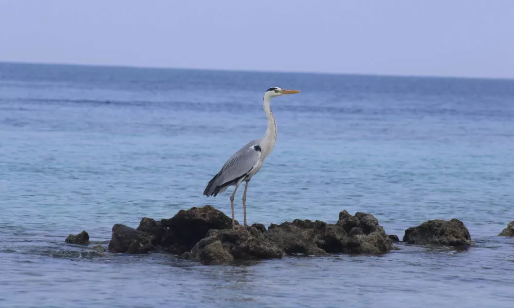 Rasdhoo Wave Blue